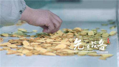 天芪生物科技賦能，子洲黃芪工業提取煥新傳承